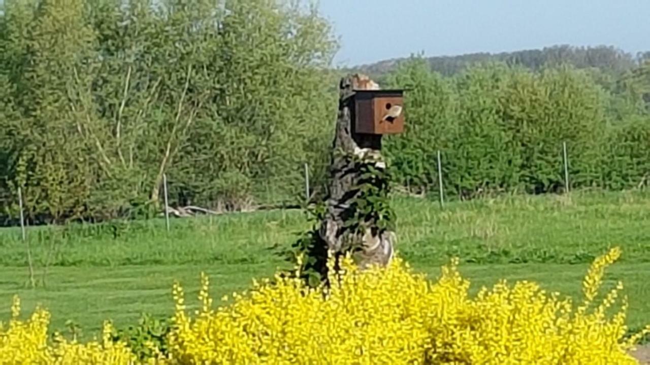 Ferienwohnung "Am Gruen" Zweedorf Exteriör bild